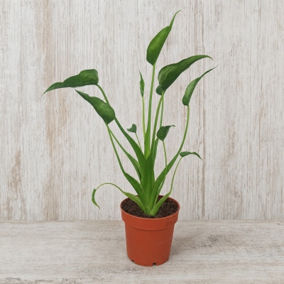 ALOCASIA ' TINY DANCERS ' C12 HM MACETA 12 CM